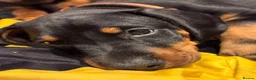 Dobermann dogs for sale: KC reg Dobie Pups | Two girls available - Advert 4