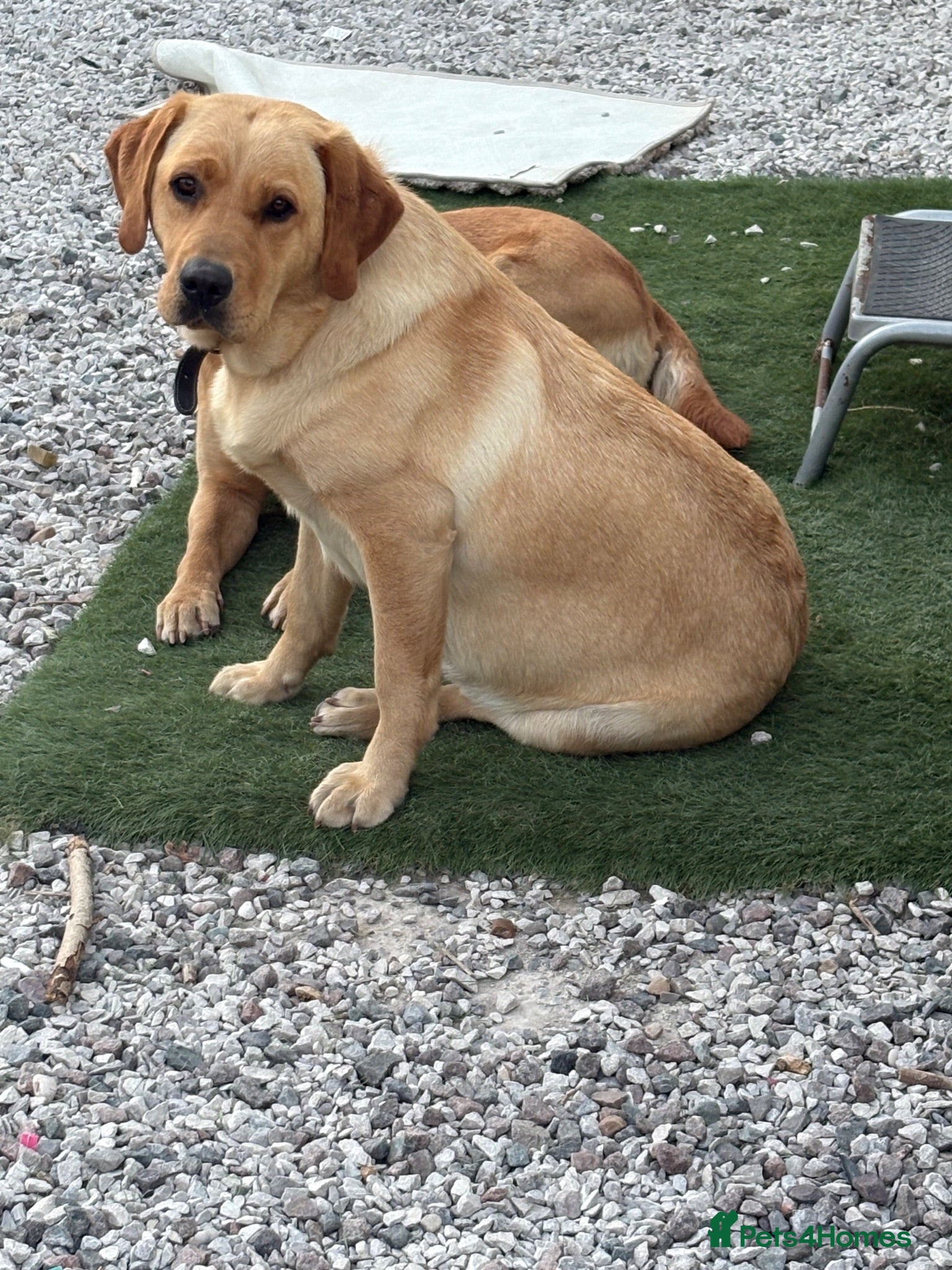 Labrador Retriever dogs 8 Labrador puppy’s for sale  - Advert 1