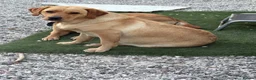 Labrador Retriever dogs for sale: 8 Labrador puppy’s for sale  - Advert 1