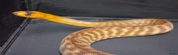 Python Snake reptiles for sale: Woma Python Female  - Advert 9