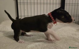 English Bull Terrier dogs for sale: 9 KC REGISTERED ENGLISH BULL TERRIER PUPPEIES in Thetford - Image 4