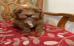 Cavapoo dogs for sale: Cavapoo Pups  - Image 8