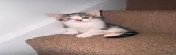 Domestic Shorthair cats for sale: 3 Tabby kittens for sale (1 Male,2 Female) in Margate - Advert 2