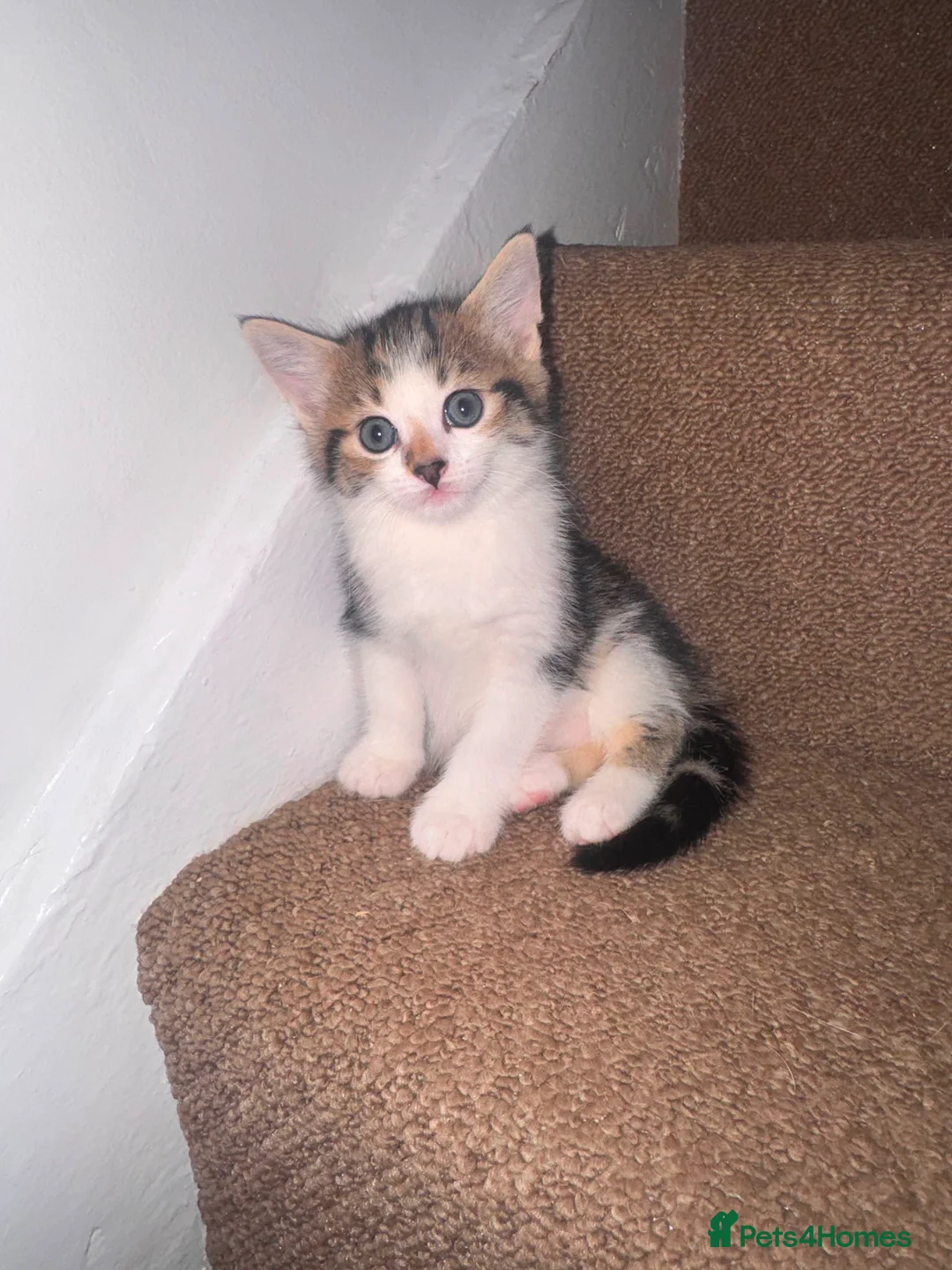 Domestic Shorthair cats for sale: 3 Tabby kittens for sale (1 Male,2 Female) in Margate - Advert 2