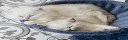 British Longhair cats for sale: ⭐️ BEAUTIFUL BLH & BSH FEMALE KITTENS   ⭐️ - Advert 11