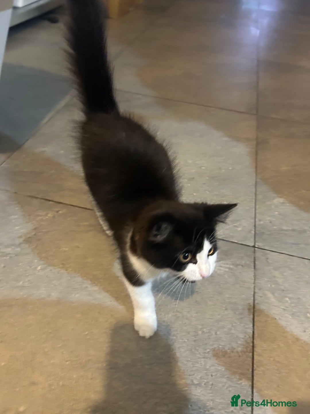 Mixed Breed cats for sale: 4 Loving Cats Seeking Forever Homes - Image 13