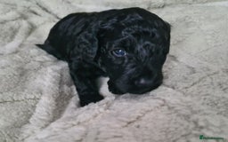 Labradoodle dogs for sale: Rare Roan Ebony Tiny/Mini Labradoodlese Puppies  - Image 25