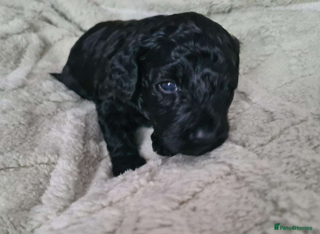 Labradoodle dogs for sale: Rare Roan Ebony Tiny/Mini Labradoodlese Puppies  - Image 25