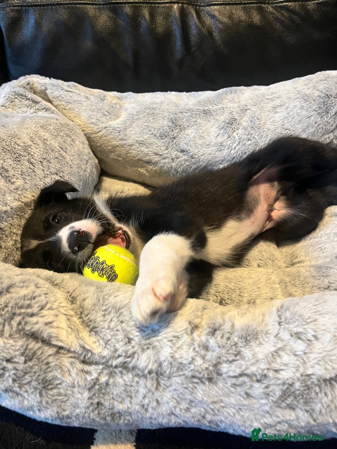 Border Collie dogs for sale: Lovely litter of 6 border collie puppies - Advert 8