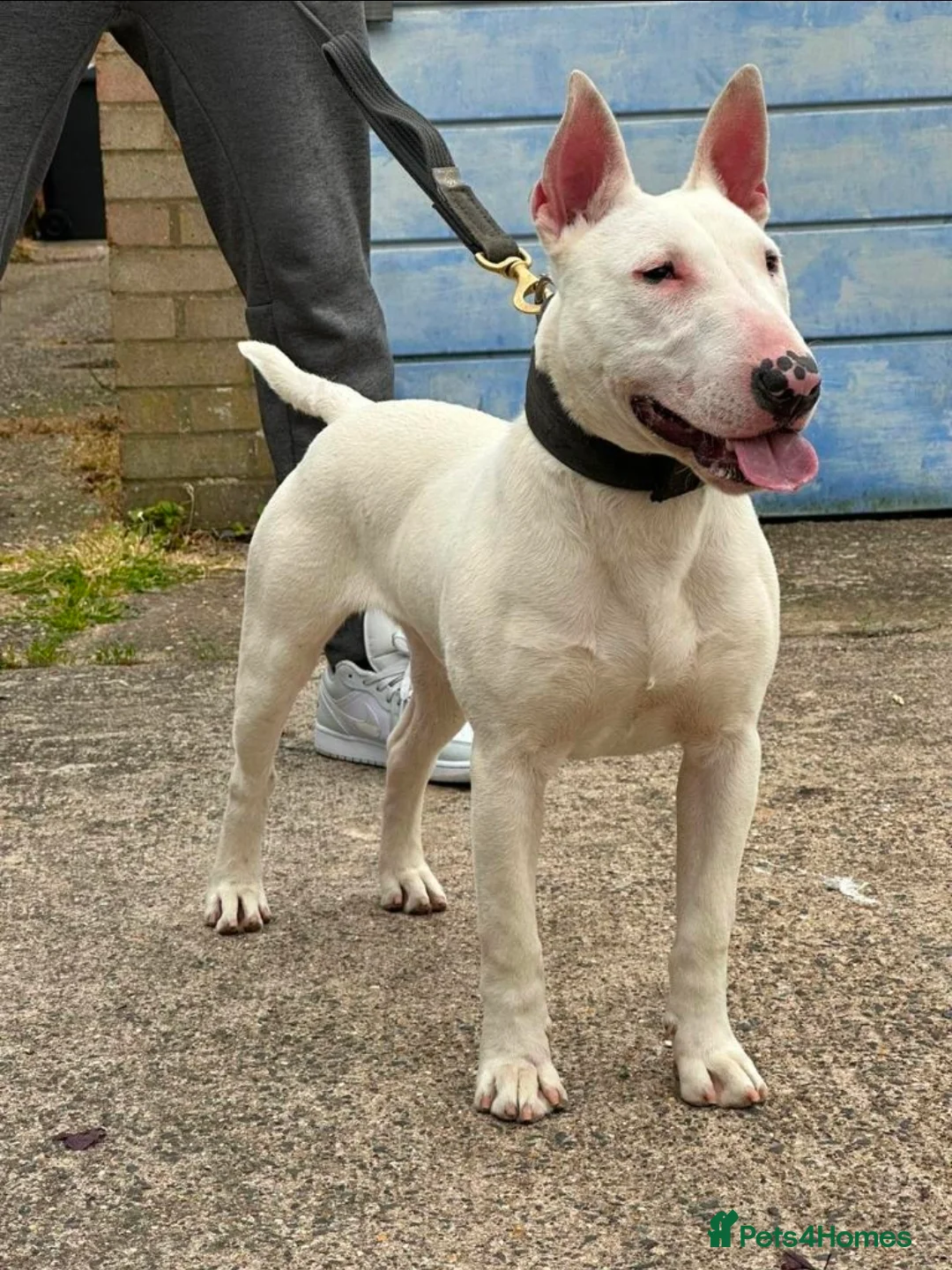 English Bull Terrier dogs for stud: Working Line English Bull Terrier The Perfect Stud in Luton - Advert 1