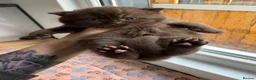 British Shorthair cats for sale: Chocolate British Shorthair AVAILABLE TICA Reg - Advert 6