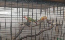 Conures birds for sale: Proven pair conures  - Image 2