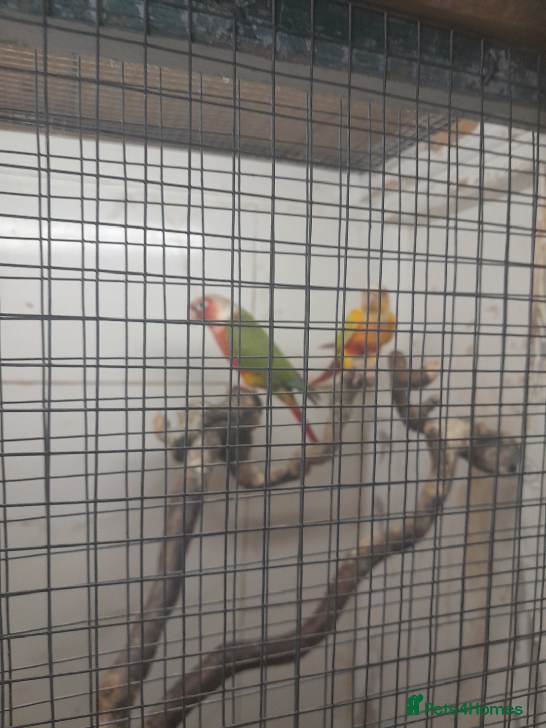 Conures birds for sale: Proven pair conures  - Image 2