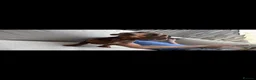 Miniature Dachshund dogs for stud: Chocolate and Cream Dapple Minature Dashund  - Advert 5