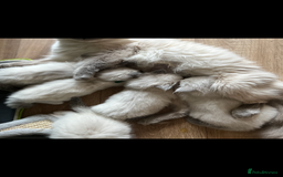 Ragdoll cats for sale: Meet Special Joy - Image 3