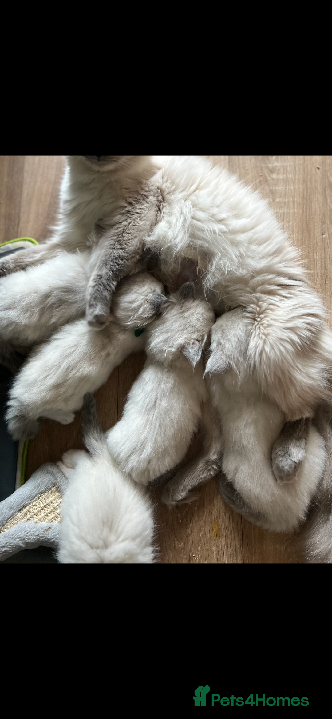 Ragdoll cats for sale: Meet Special Joy - Image 3