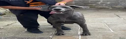 Great Dane dogs for sale: Blue & black puppies waiting for loving homes. in Worksop - Advert 2