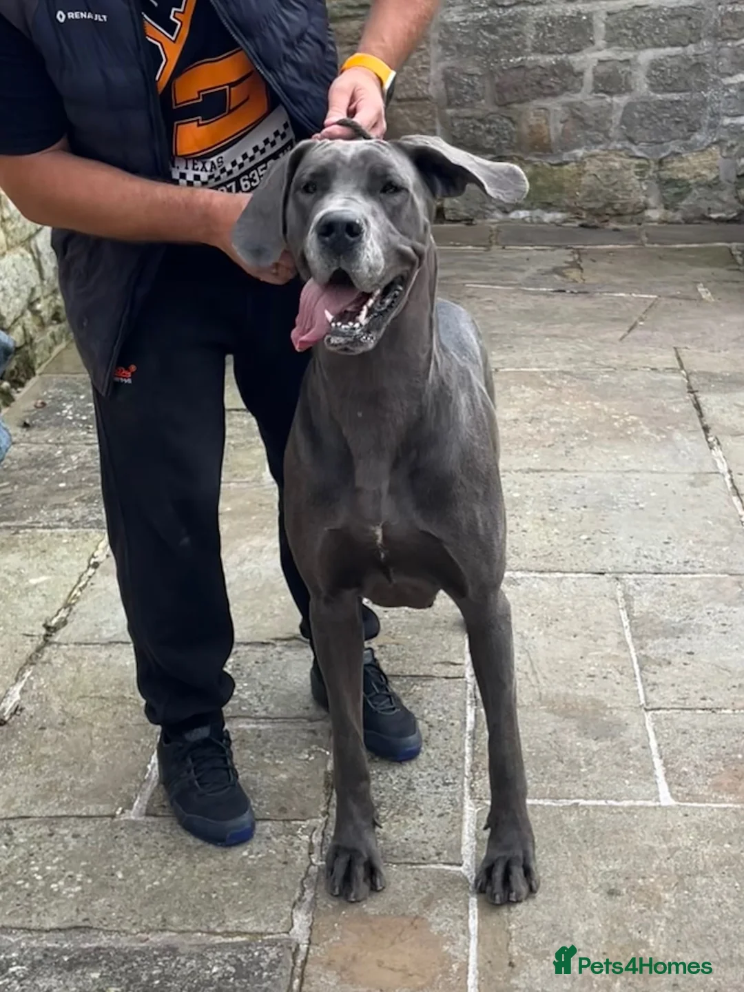 Great Dane dogs for sale: Blue & black puppies waiting for loving homes. in Worksop - Advert 2