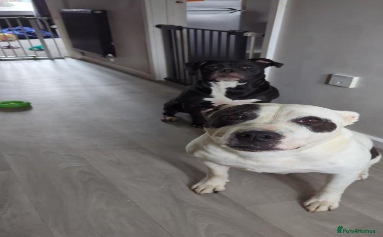 Mixed Breed dogs - Advert 4