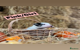 Border Collie dogs for sale: Beautiful cheeky border collies for sale - Image 6