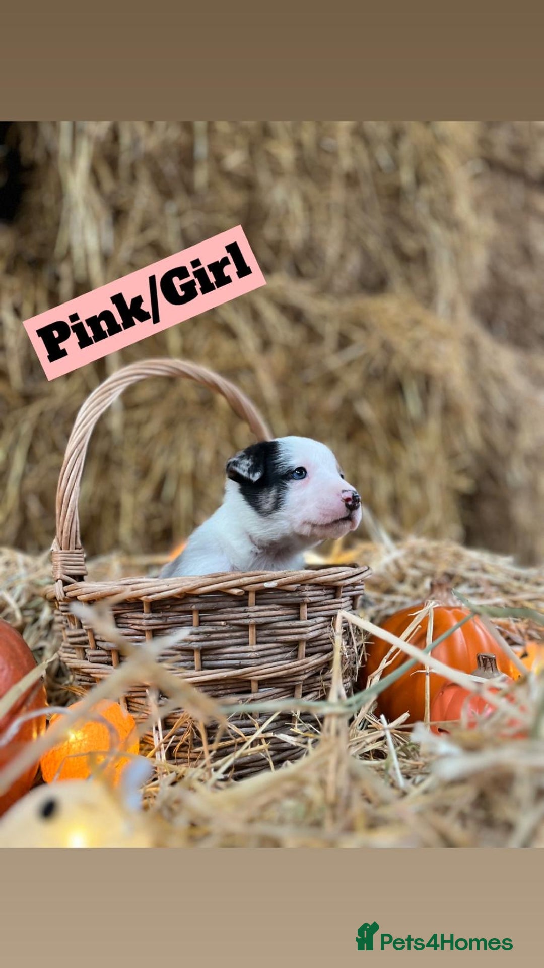 Border Collie dogs for sale: Beautiful cheeky border collies for sale - Image 6