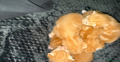 Mixed Breed cats - Advert 15
