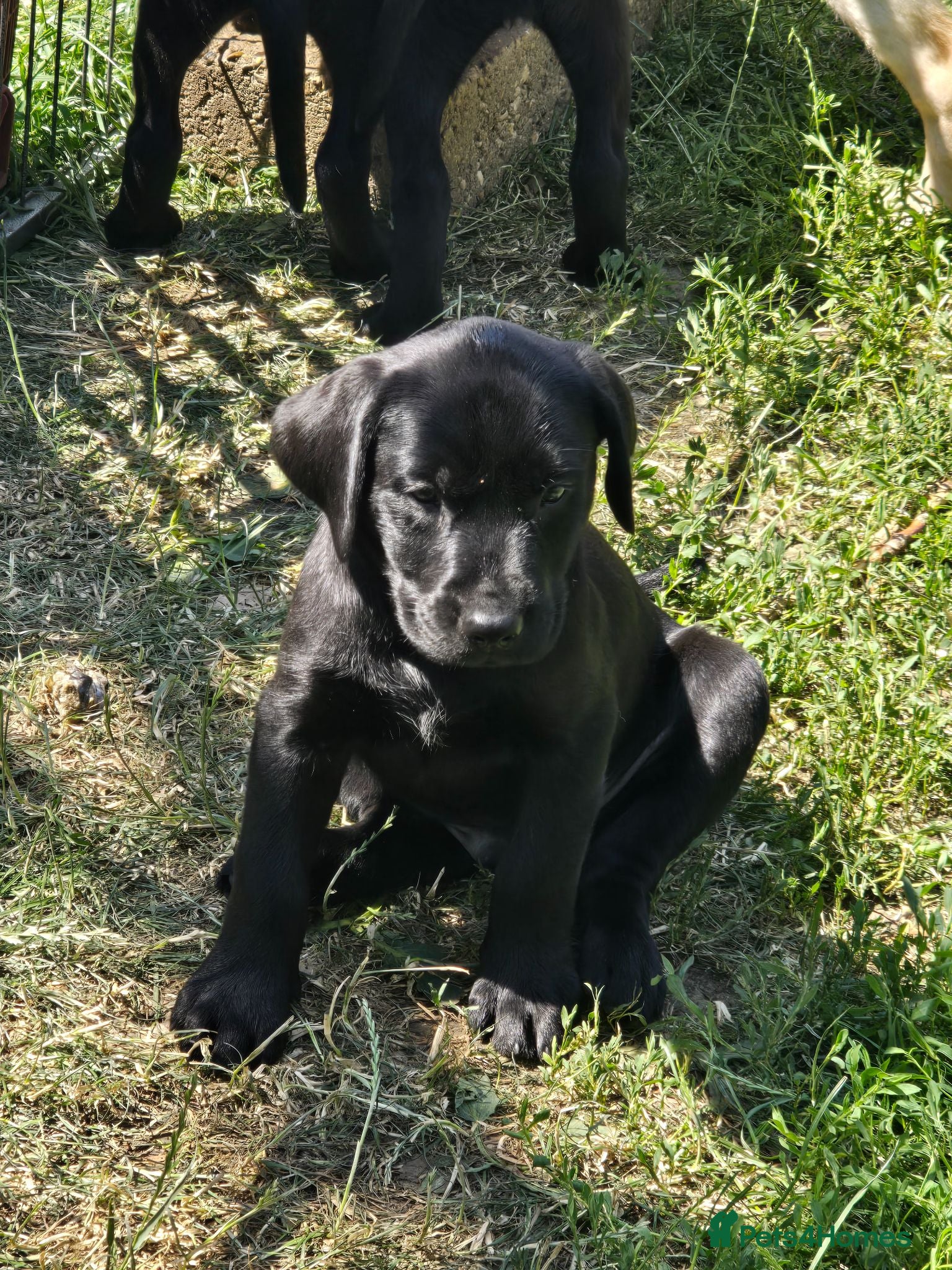 Labrador Retriever dogs Puppies ready to leave home - Advert 2