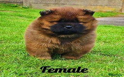Chow Chow dogs for sale: Crufts Best of Breed pedigree  - Image 10