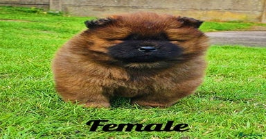 Chow Chow dogs - Advert 3