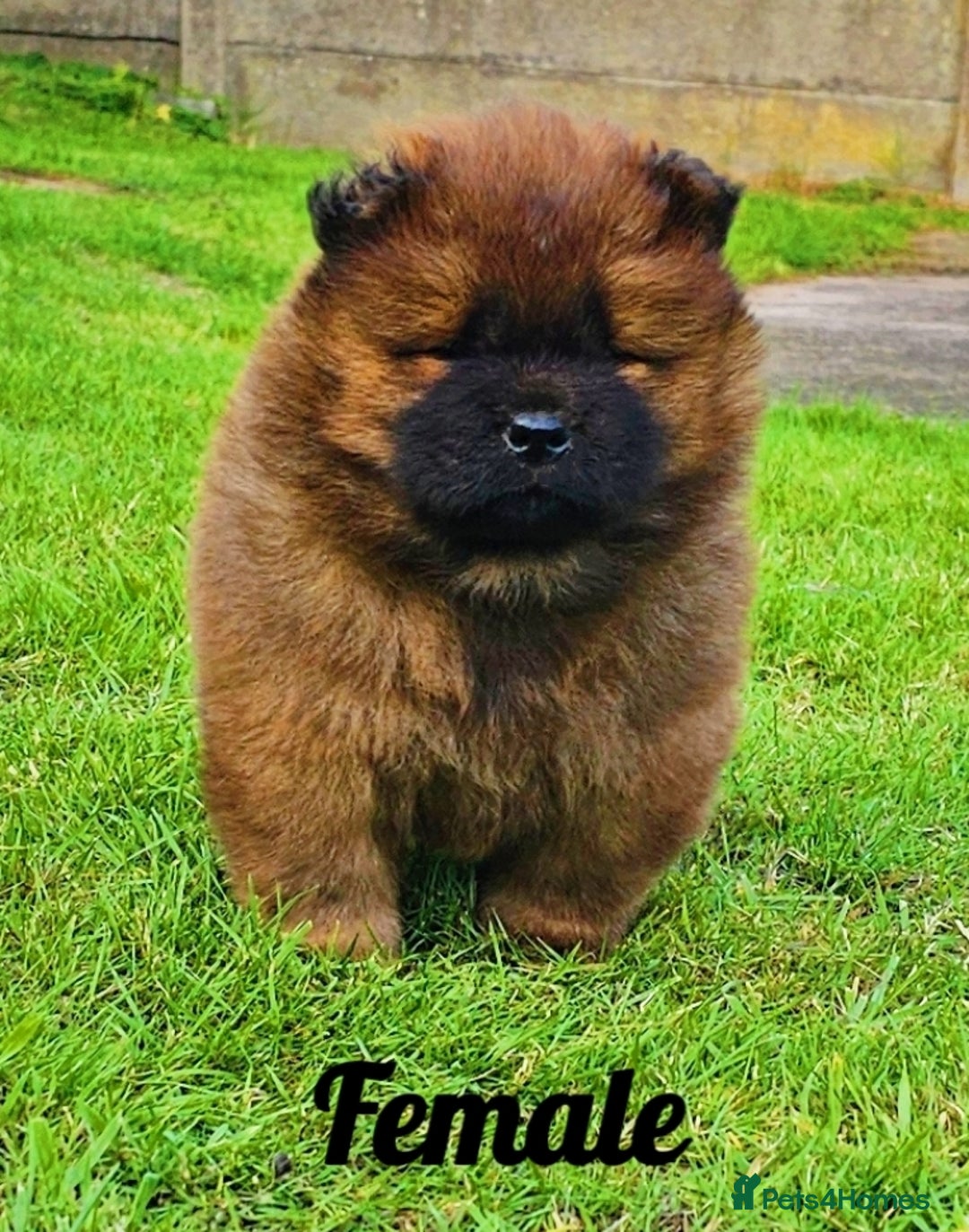 Chow Chow dogs for sale: Crufts Best of Breed pedigree  - Image 10