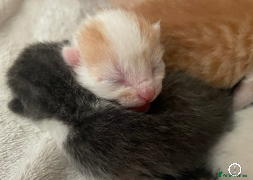 Mixed Breed cats for sale: 5 Beautiful & Friendly kittens for sale  - Advert 3