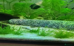 Catfish fish for sale: 22 Baby Common Bristlenose Catfish  - Image 1