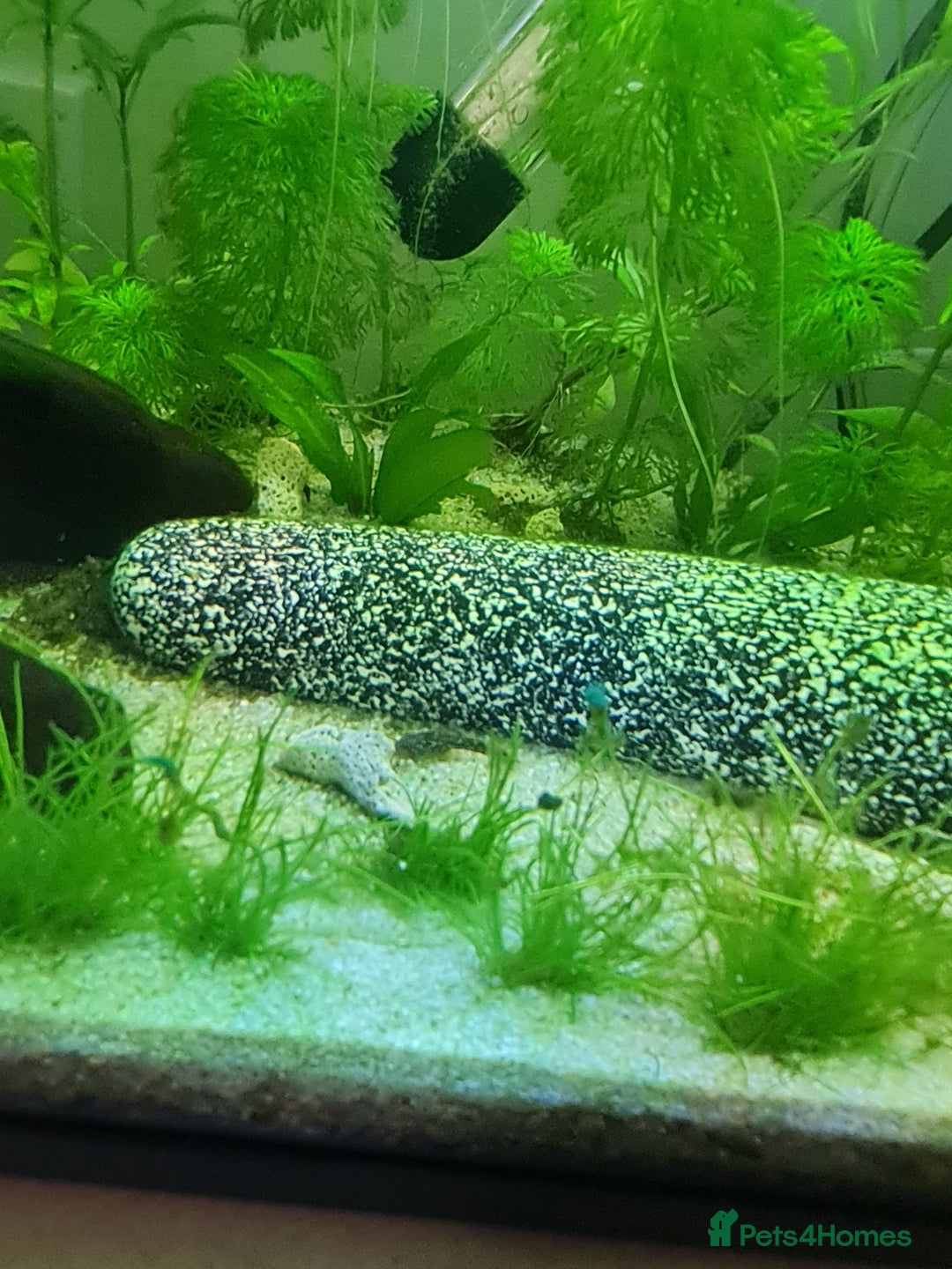Catfish fish for sale: 22 Baby Common Bristlenose Catfish  - Image 1