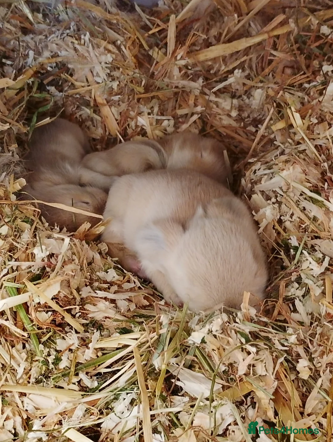 Mini Lop rabbits for sale: Mini lop gorgeous 😍 ✨️  - Advert 2