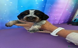 Cocker Spaniel dogs for sale: Kc reg cocker spaniel pups  - Image 1