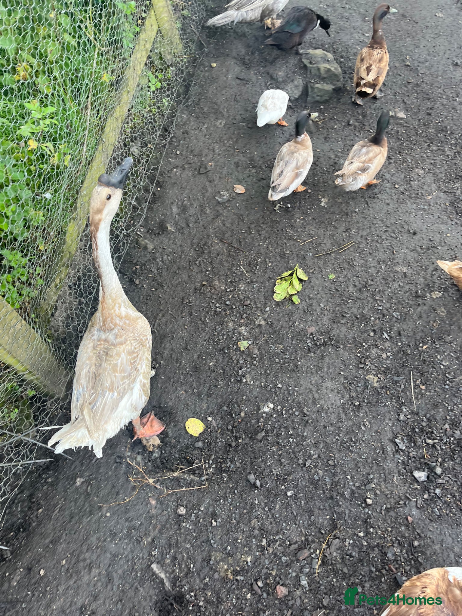 Geese poultry for sale: Year old geese for sale  - Advert 12