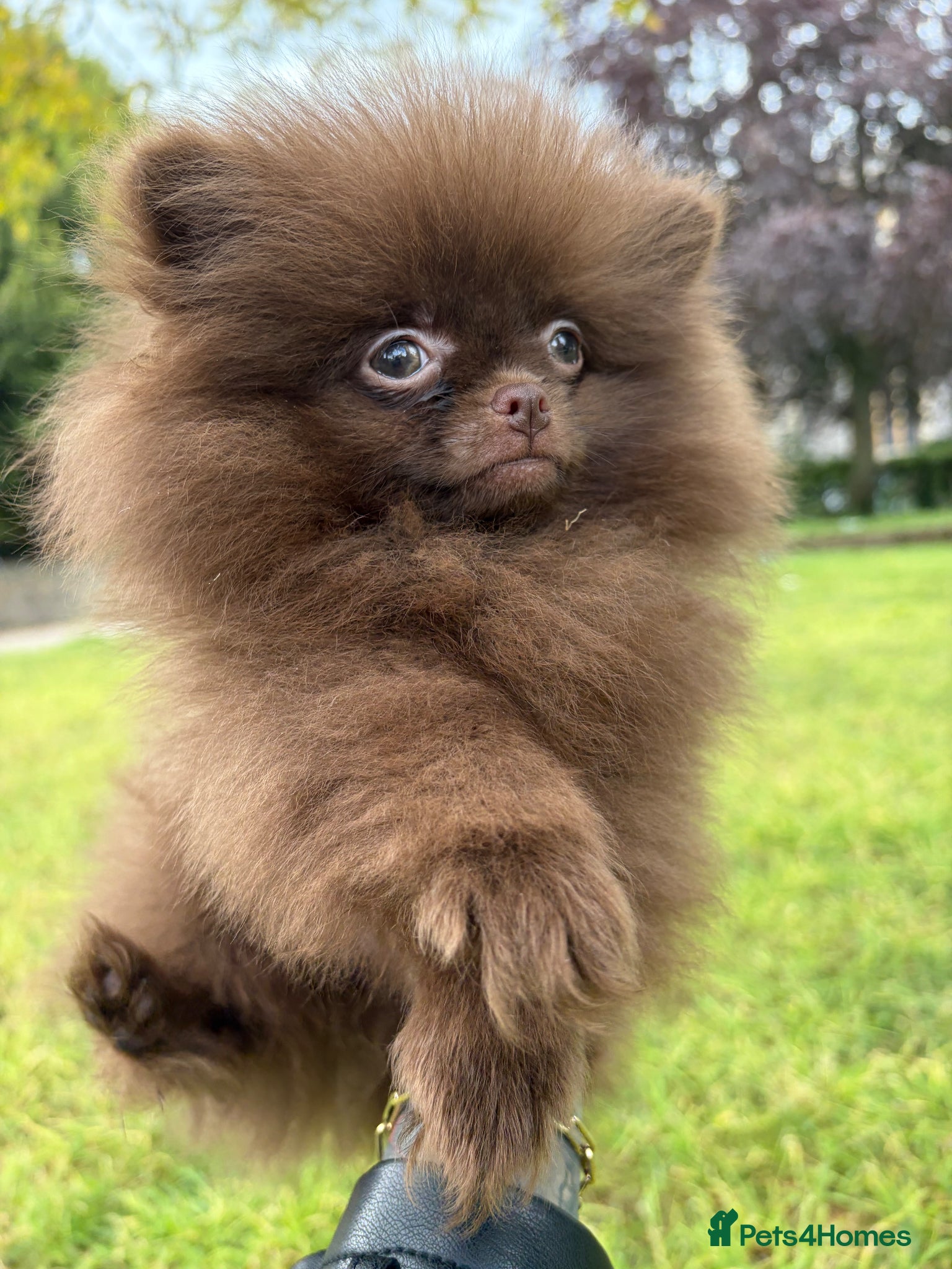 Pomeranian dogs for sale: Amazing Poms teddy bear boy 🥰🐻🥰🐻 - Advert 8