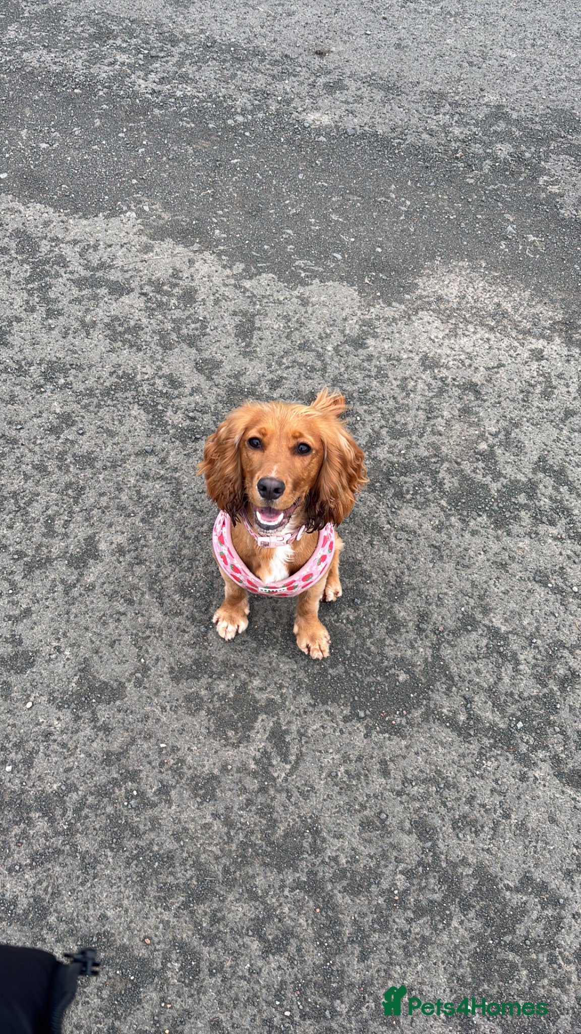 Cocker Spaniel dogs Bambi - Advert 14