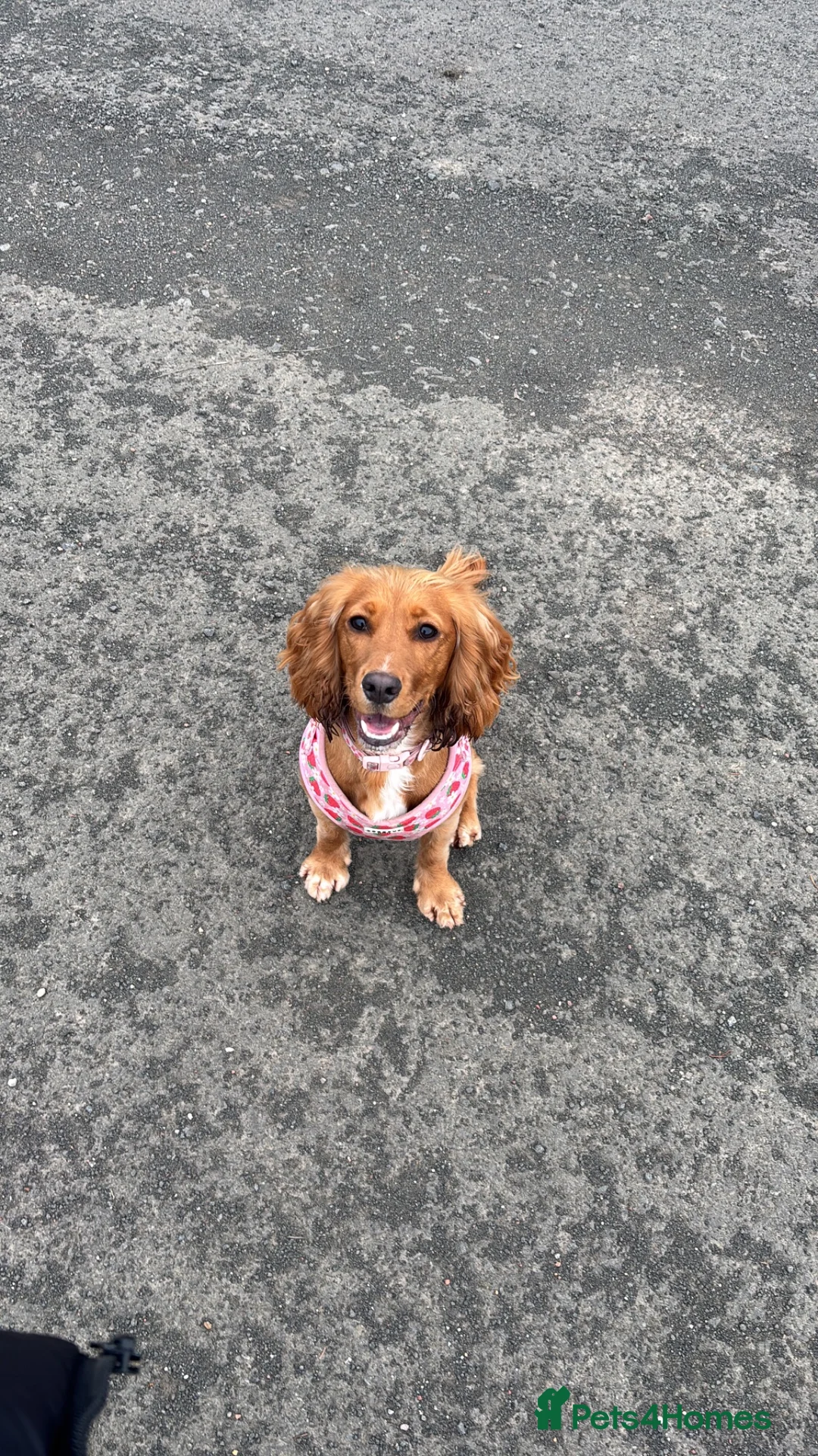 Cocker Spaniel dogs for sale: Bambi - Advert 1