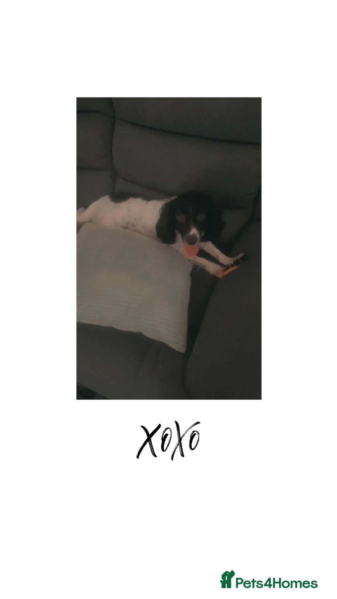 Cocker Spaniel dogs for sale: Female cocker spaniel  - Advert 2
