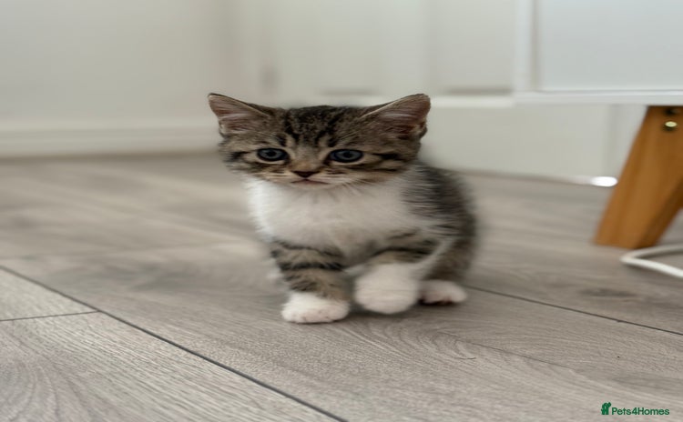 Scottish Fold cats - Advert 3