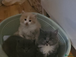 Ragdoll cats - Advert 23