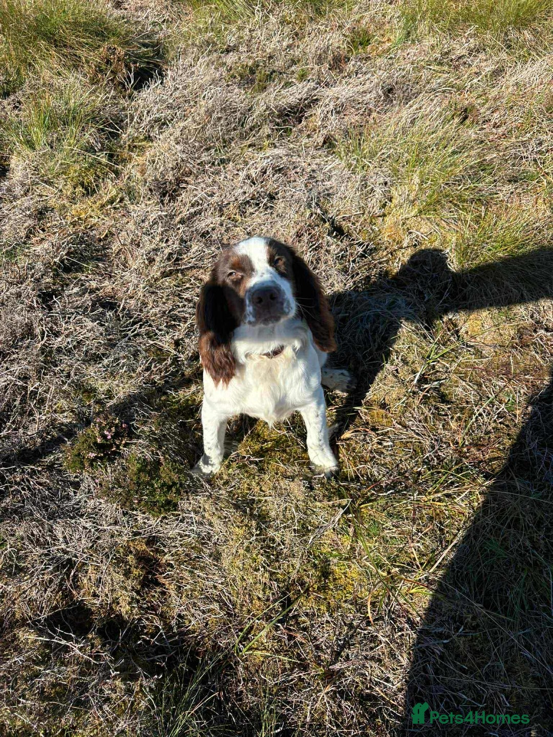 Cocker Spaniel dogs for sale: Bruce 11month old cocker spaniel - Advert 1