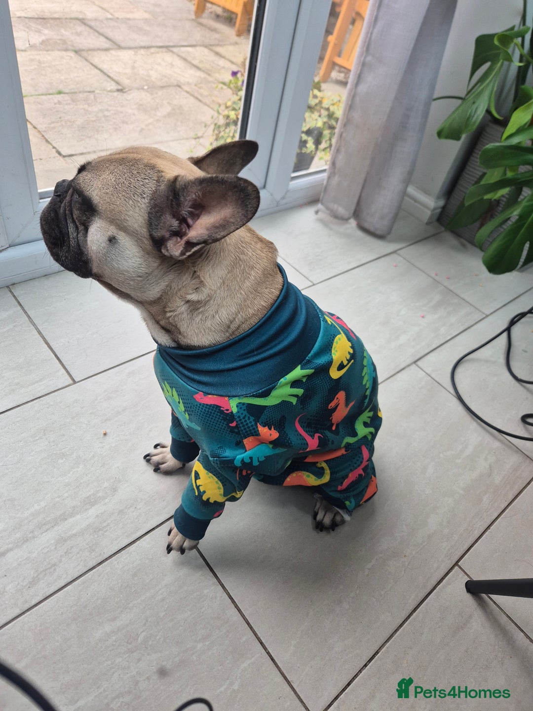 French Bulldog dogs for sale: French Bulldog - Advert 3