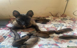 Belgian Shepherd Dog dogs for sale: Belgian malinois  - Advert 2