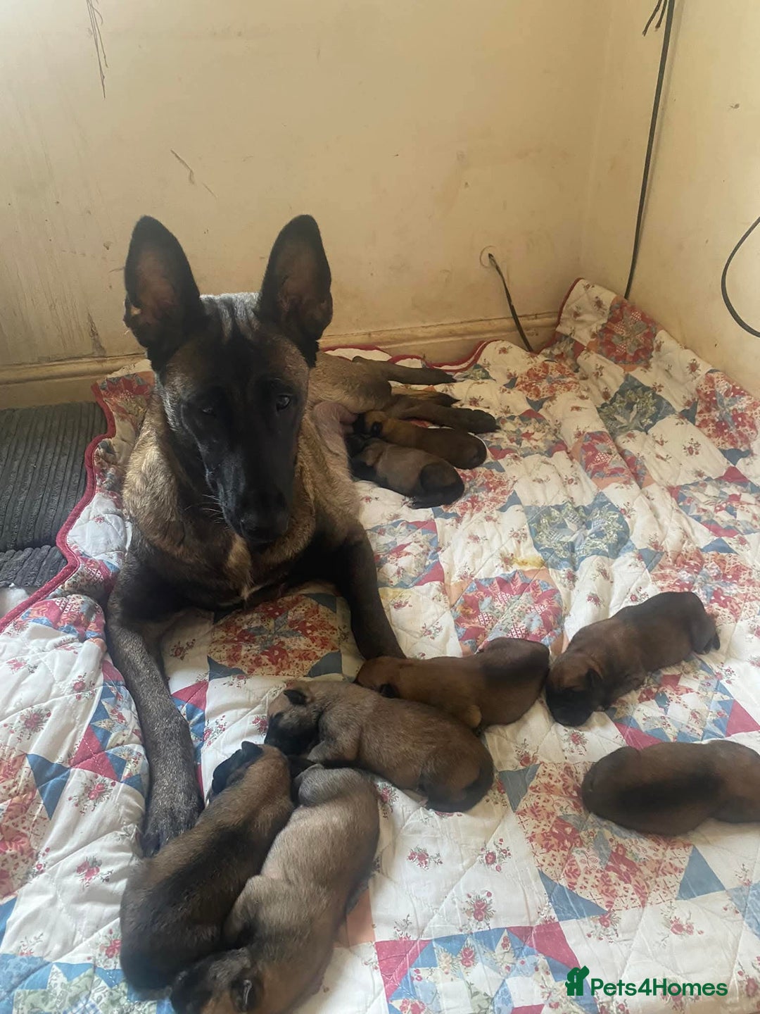 Belgian Shepherd Dog dogs for sale: Belgian malinois  - Advert 2