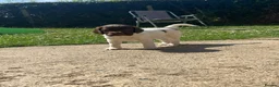 English Springer Spaniel dogs for sale: Gorgeous springer spaniel pups - Advert 14