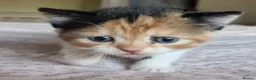 Exotic cats for sale: Exotic cross kitten for sale - Advert 5