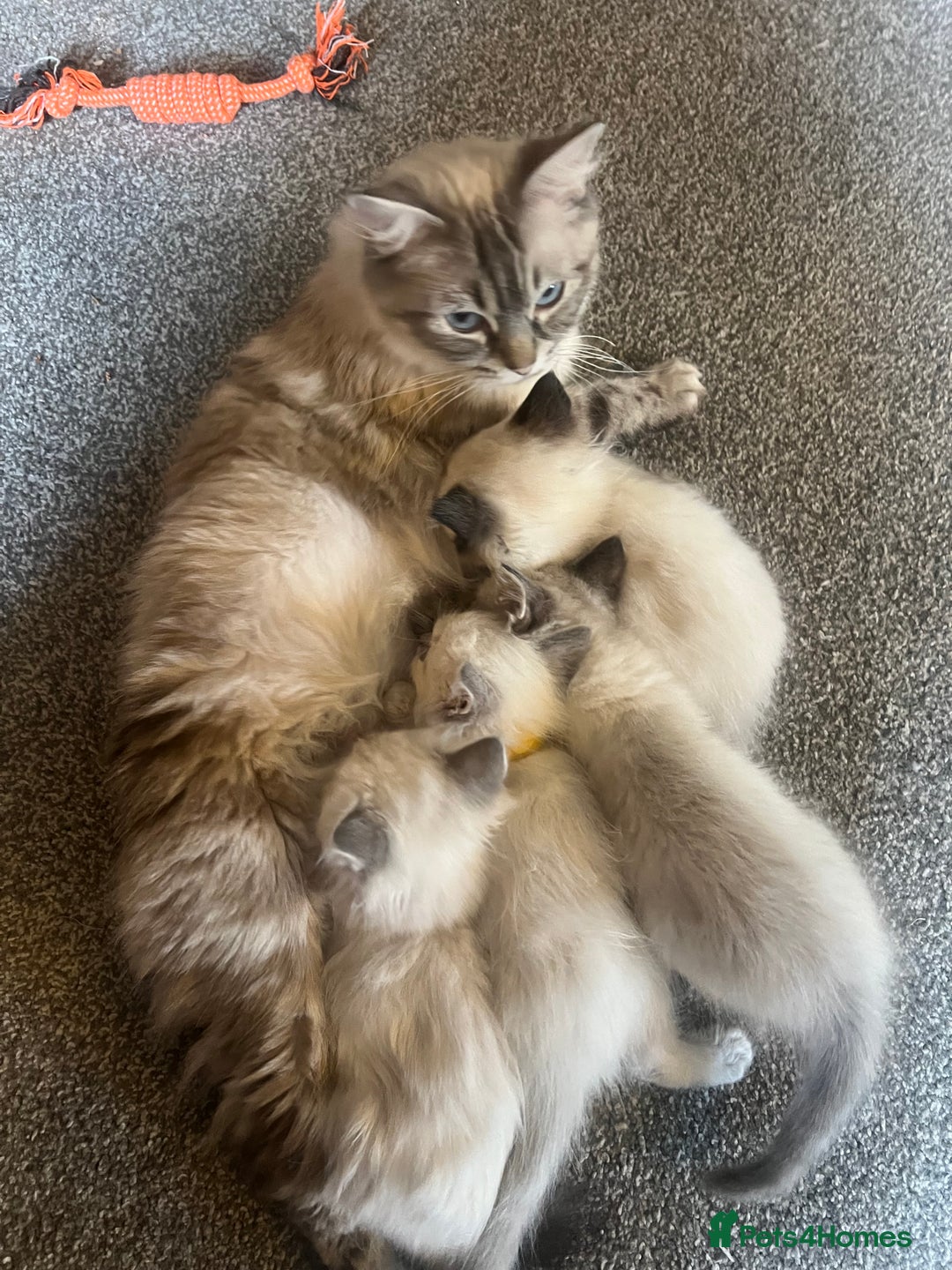 Ragdoll cats for sale: Stunning ragdoll kittens for forever homes  - Advert 14