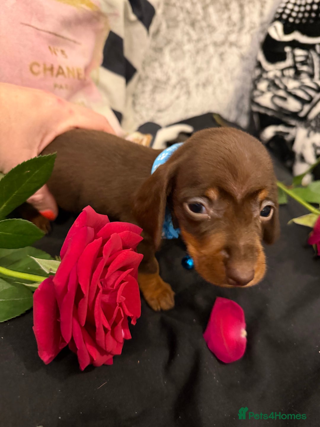 Miniature Dachshund dogs for sale: Gorgeous mini dachshund chocolate puppies - Advert 7